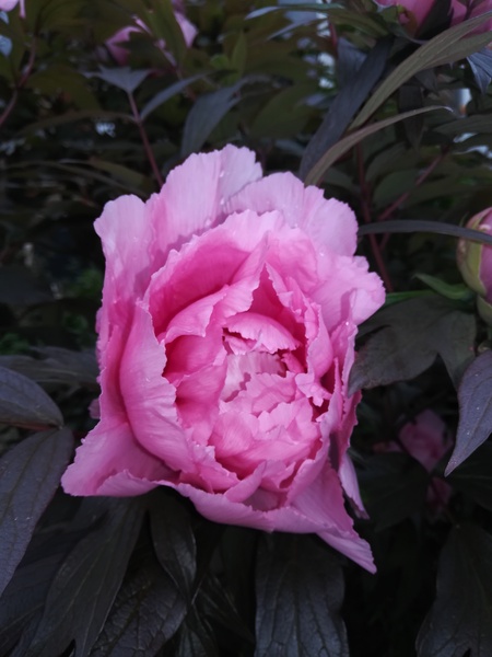 Show us your peonies!