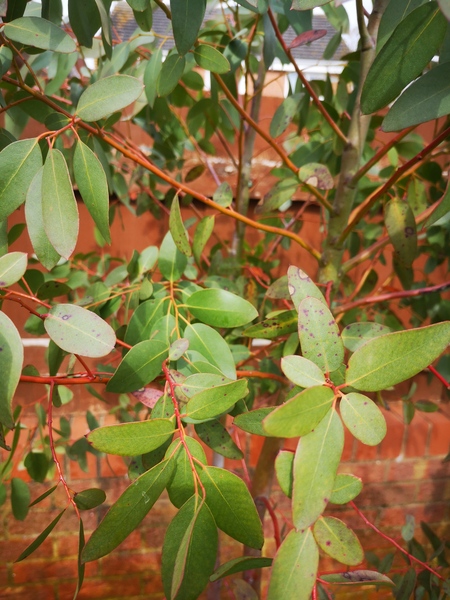 Eucalyptus disease?
