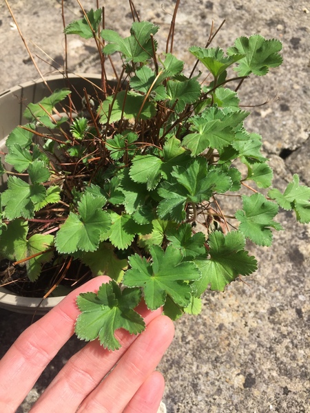 Plant ID - not a weed!