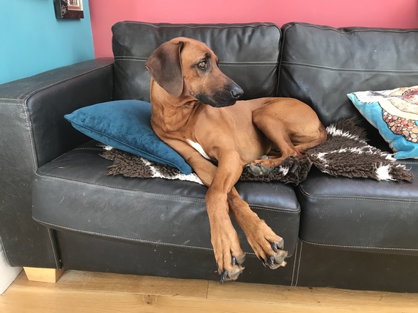 Is there a breed I'm missing?