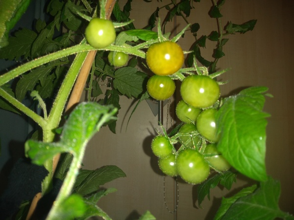 Westminstenders: The New Era