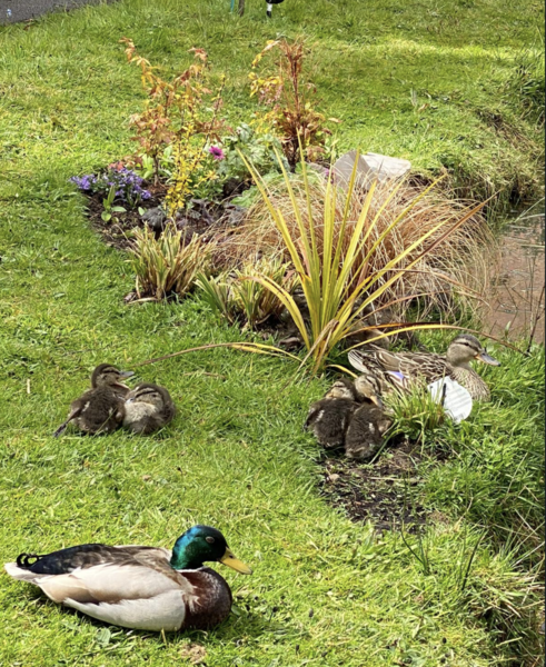 Duck Tales! (Still not what I expected to wake up to this morning)