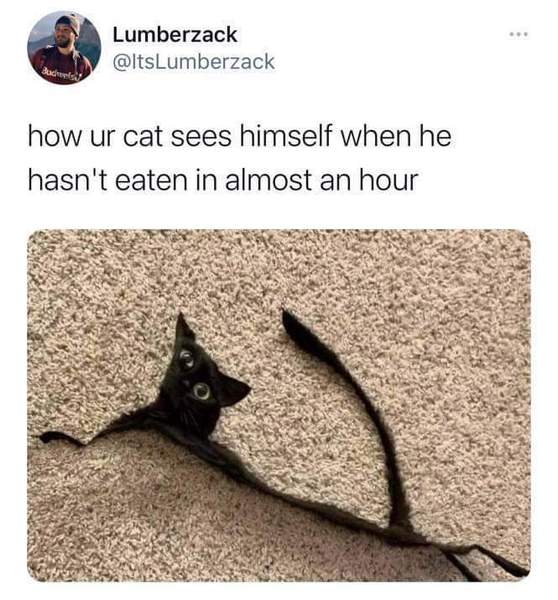 Poor starving Puck REALLY wants some of DS2's burger...