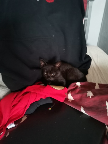 Name our kitten!