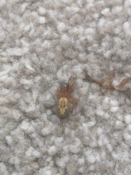 Spider with skull