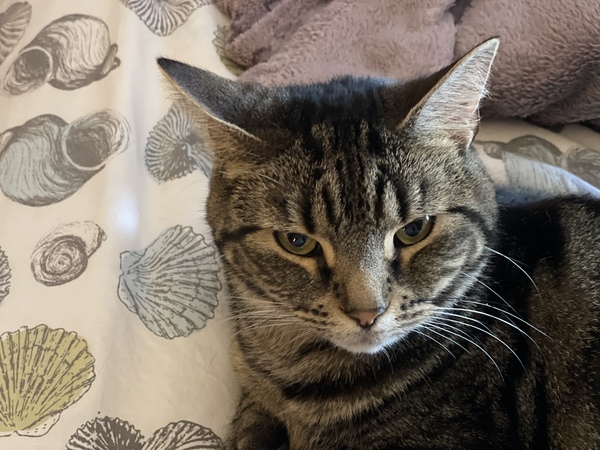 What's your DCat up to today? (Thread 8)