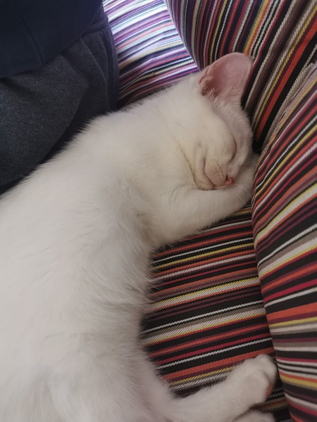 Let's see your sleeping cat pictures