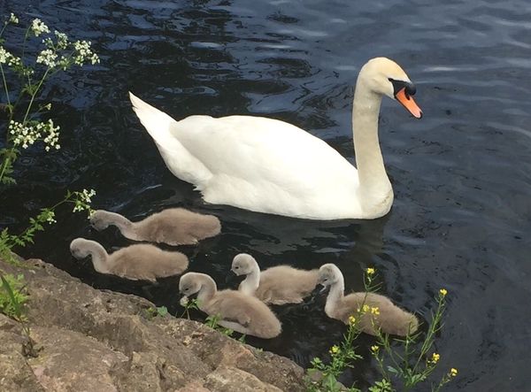 Swagger Inn 169 - Sod this for a game of --soldiers-- Musketeers - let's go somewhere hot and sunny.