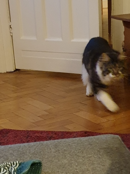 A strange cat has just climbed into my bedroom