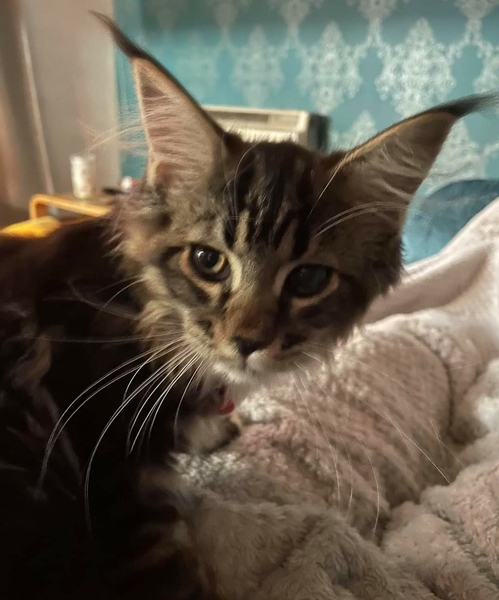 I have a new Grandkitten.