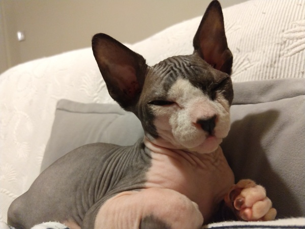 Do cats love you? And breed advice please