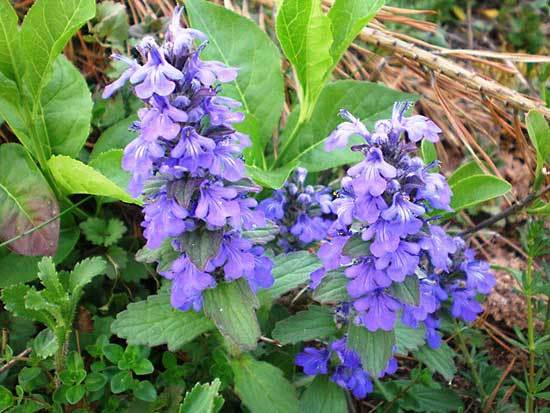 Plant identification help please