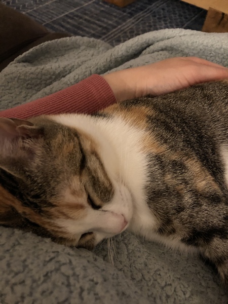 Lost our lovely girl today