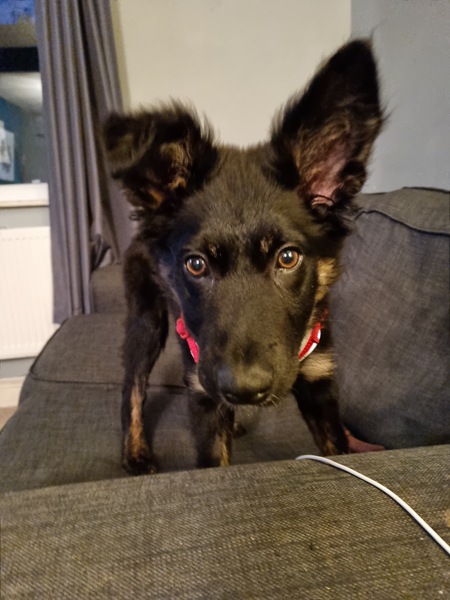 Puppy hurt dd