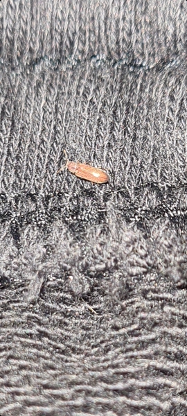 To ask for your bug knowledge