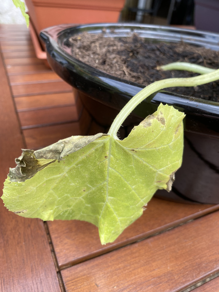 Courgette plant problem