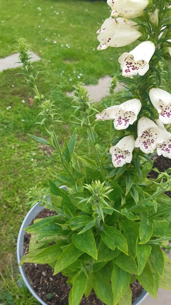 What happened to my foxglove?