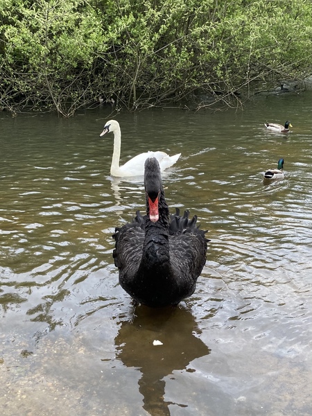 To show you this swan