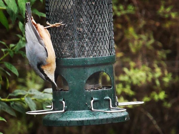 Watching birds (and other wildlife) in the garden