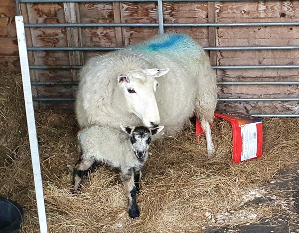 Week 5 - Leaving Lockdown Low Carb Bootcamp