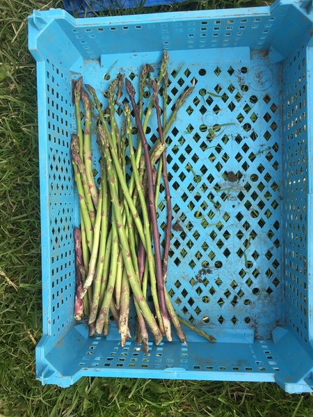 Allotment/Veg Patch Thread 16  Weather weirdness prevails !