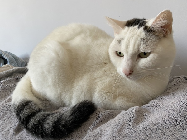 How old is/was your oldest cat?