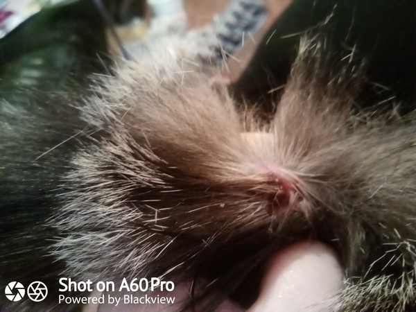 Tail wound - picture in comments