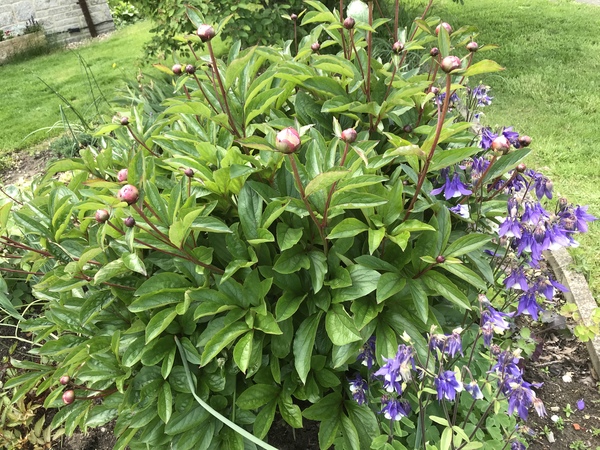 Show us your peonies!