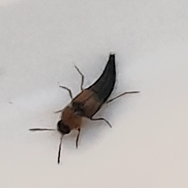 Please identify this creature for me