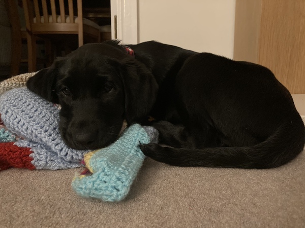 Puppy Survival Thread - May