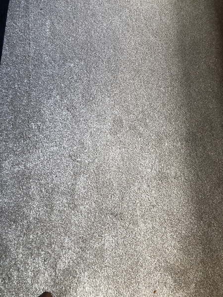 Carpet option! What to choose