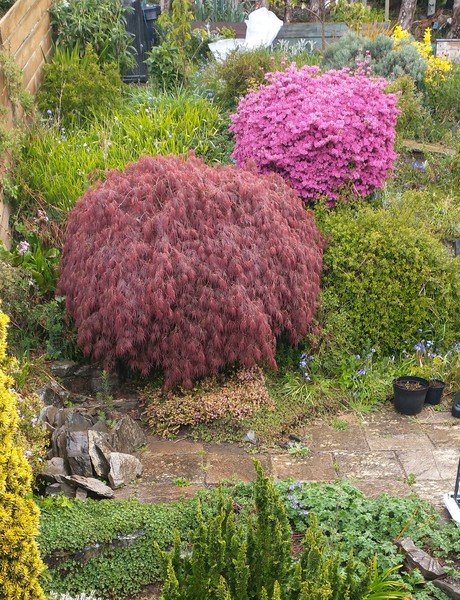 How would I prune this azalea?