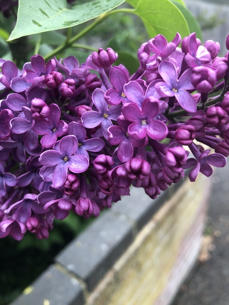 To ask if you are wearing lilac?