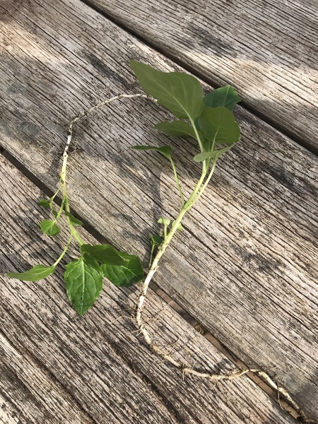 What plant is this?