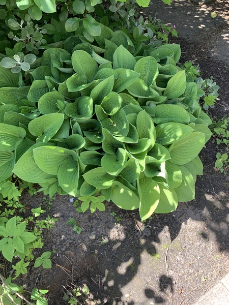 Recommendations for Plant ID apps?