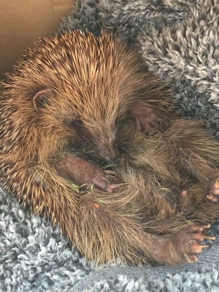 I need some hedgehog help!