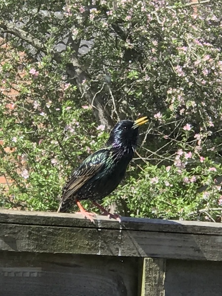 Watching birds (and other wildlife) in the garden