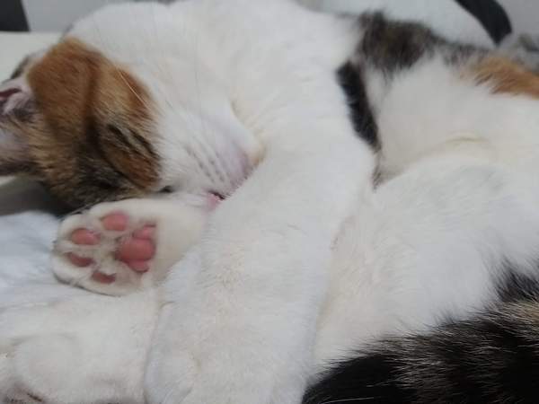 Let's see your sleeping cat pictures