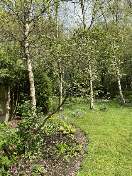 Can anyone ID this tree please?