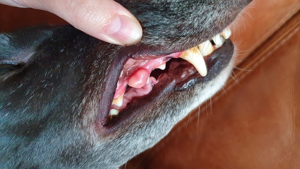 Greyhound lump on gum