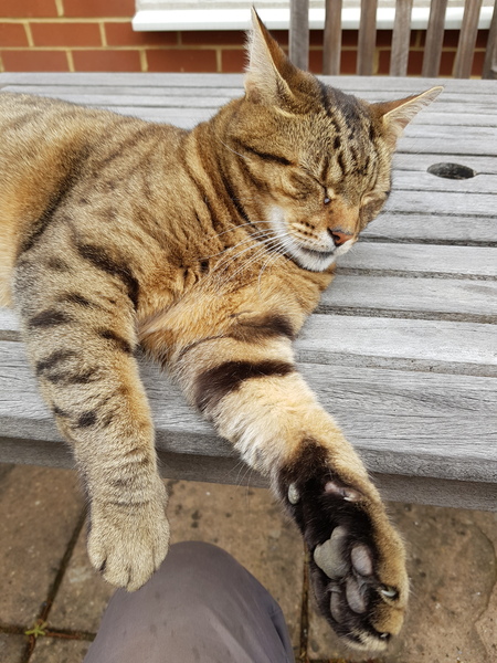 Thug cat part 3.  Unbidden guests are often welcomest when they are gone.