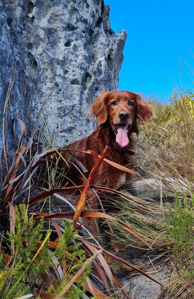 Is there a breed I'm missing?