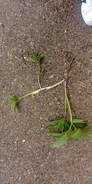 What plant is this?