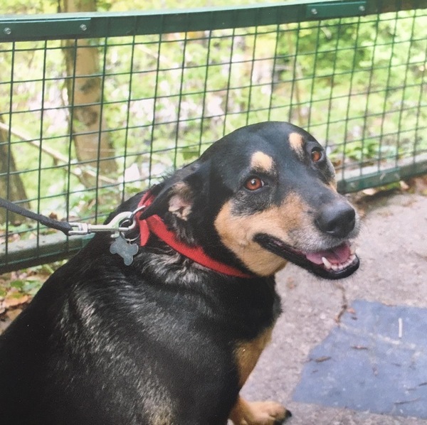Taking the plunge after losing beloved dog