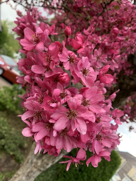 Blossom tree