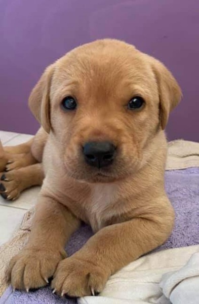 Help us name our puppy!