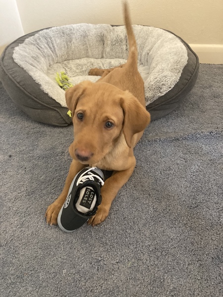 Puppy Survival Thread - May
