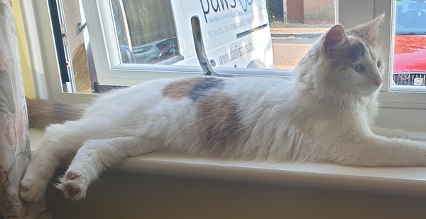 Cats and windows