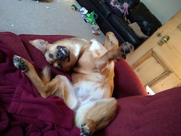 Adopting from Romania