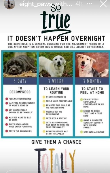 Rescue dog - settling in and bonding?
